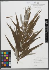Foto von Salix viminalis L.